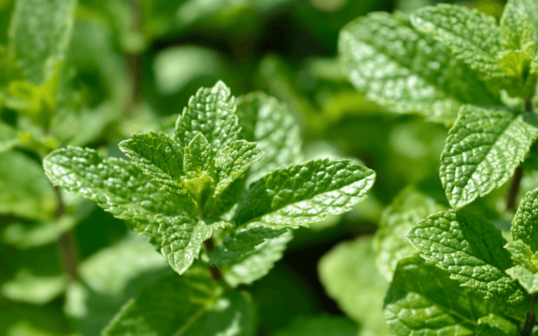 Mäta prieporná: Úľava od bolesti hlavy a migrén